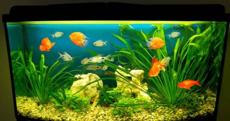 Aquarium Ornament Fish Tank Decoration in Home